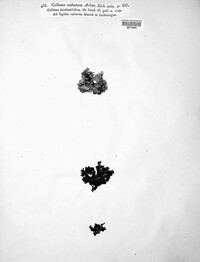 Collema marginale image